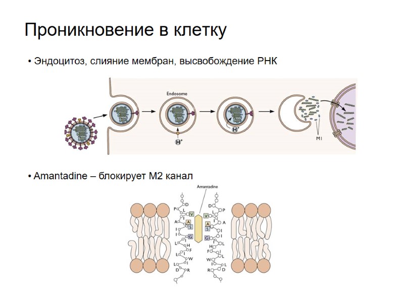 Проникновение в клетку  Эндоцитоз, слияние мембран, высвобождение РНК  Amantadine – блокирует M2